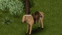 Horse Utility Add-on 0