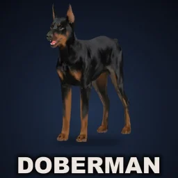 CD: Doberman