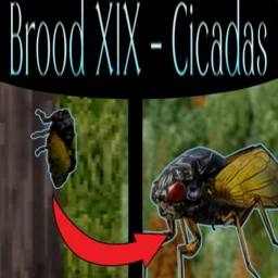 Seasonal Cicadas [B42.20+]