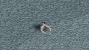True Swimming 0