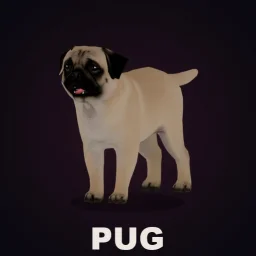 CD: Pug
