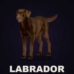 CD: Labrador