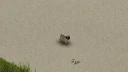 CD: Pug 1
